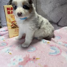 Crumble - Blue merle female Australian Shepherd puppy in Warsaw, Missouri from Siercks Ranch Aussies