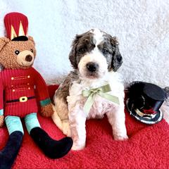 Prince Nutcracker - male Golden Mountain Doodle puppy in Victoria, Texas from Deidre's Doodles