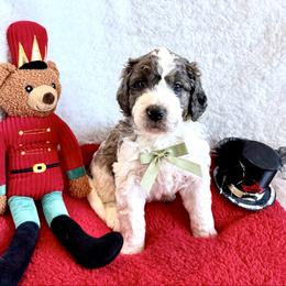 Prince Nutcracker - male Golden Mountain Doodle puppy in Victoria, Texas from Deidre's Doodles