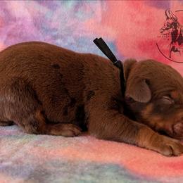 Male 5 - Black Collar - Red and rust male Doberman Pinscher puppy in Spencer, Indiana from Jackson's Dobermans