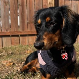 Dachshunds from Lunar Lane Dachshunds