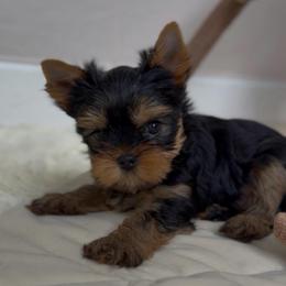 Gemma - Black and gold female Yorkshire Terrier puppy in North Port, Florida from Noble Pets