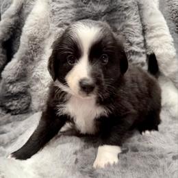 Purple collar - Black tri female Miniature Australian Shepherd puppy in 32046, Florida from River Hill Ranch