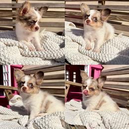 Blair - 4250 - Merle female Chihuahua puppy in Beaumont, Texas from Down south pups
