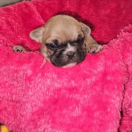 Leo - Fawn and white male French Bulldog puppy in Monterey, Louisiana from McaysKennels