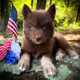 Dru - Red and white male Siberian Husky puppy in Union Grove, Alabama from Southern Siberian Life