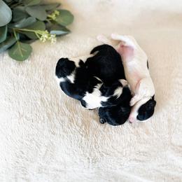 Maltipoo puppies from Nelson Creek Farms