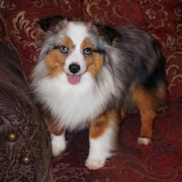 Aussiedoodle, Miniature Australian Shepherd, and Toy Australian Shepherd All Grown Up from Lindsey’s Aussies