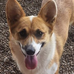 Willow - Pembroke Welsh Corgi