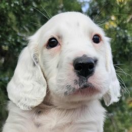 Donahue Boy - Orange belton male English Setter puppy in Boise, Idaho from English Setters of the Eyrie