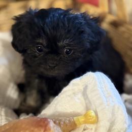 Lulu - Black female Companion Cross puppy in Calhan, Colorado from Millennium Falcon Kennels