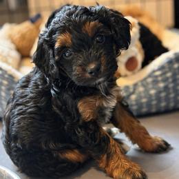 Nat - Black phantom female Aussiedoodle puppy in Cedar Park, Texas from Lollipups Mini Aussiedoodles