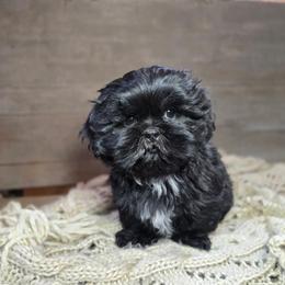 Cole - Black male Shih Tzu puppy in Mountain Grove, Missouri from Precious Puppies