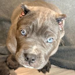 Trouble - Gray brindle male Cane Corso puppy in Waxahachie, Texas from A&M Kennels