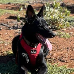 Boy 1 - German Shepherd puppy in Modoc County, California from Vom Marischal Working Lines German Shepherd Dogs