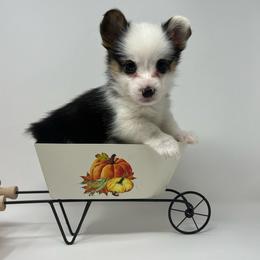 Skye - Black and tan female Pembroke Welsh Corgi puppy in Waco, Texas from The Comma Corgis