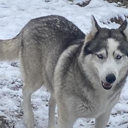 Molly - Siberian Husky