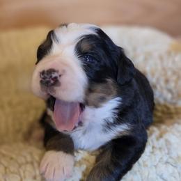 Girl 1 - Black tan and white female Bernese Mountain Dog puppy in Gaffney, South Carolina from Circle D Farms