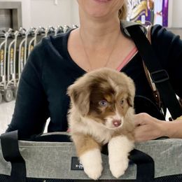 Aussiedoodle, Australian Shepherd, Dachshund, and Miniature Australian Shepherd Puppies from Bline’s Awesome Aussies & Doxies at the Bline Family Farm