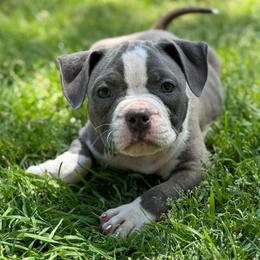 Girl 2 - Blue brindle female American Bully puppy in Dallas, Texas from Manuia Kennels