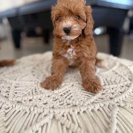 Max - Red male Australian Labradoodle puppy in Auburn, California from Poodles and Labradoodles breeder