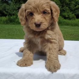 Lilly - Gold female Labradoodle puppy in Lowville, New York from Adirondack Labradoodles
