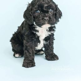 Cockapoo Puppies from Eden Dog