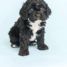 Cockapoo Puppies from Eden Dog