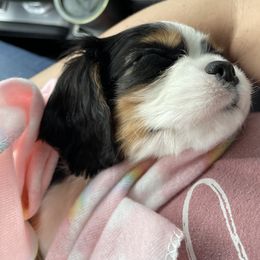 Cavalier King Charles Spaniel Puppies from Cassie’s Cavaliers