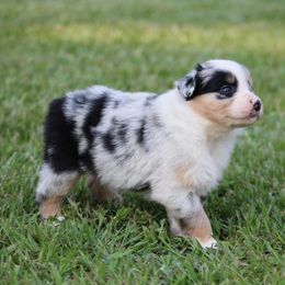 Blue Merle Female - Blue merle female Australian Shepherd puppy in Northport, Alabama from Sipsey River Australian Shepherds