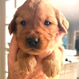 Hats Collar - Revel - Dark golden male Golden Retriever puppy in Chico, California from Glenmac Goldens