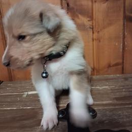 Boy 5 - Sable merle and white male Collie puppy in Montpelier, Virginia from Gun Barrel Collies