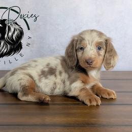 Vienna - Dapple female Dachshund puppy in Fultonville, New York from Sandy Aussies & Pomeranians