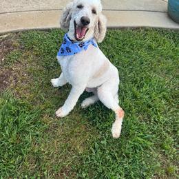 Petey - Poodle