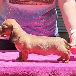 Kaya- Show or Companion - Red female Dachshund puppy in Mountain Grove, Missouri from Blueprint K9 Dachshunds- www.BlueprintK9.com