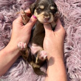 Volley - Chocolate and tan female Dachshund puppy in Wamego, Kansas from Doodles of Oz