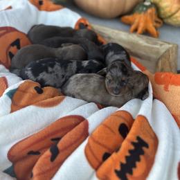 Dachshunds from The Wanderin’ Doxie