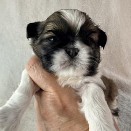 Clark Gable - Gold and white male Shih Tzu puppy in Winston Salem, North Carolina from Little Miracles Shih Tzu