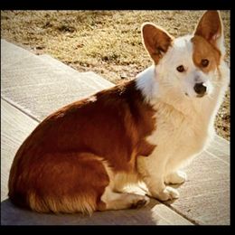 Brandy - Pembroke Welsh Corgi
