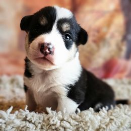 Girl 1 - Black and tan female American Corgi puppy in Tombstone, Arizona from WeVolution Off-Grid