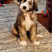 Barbado da Terceira Puppies from New World Barbado da Terceira