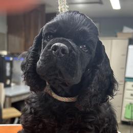 Puppy - Black male Cocker Spaniel puppy in Fountaintown, Indiana from Ashwood Cockers