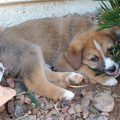 Chinook Puppies from Desert Sol Chinooks