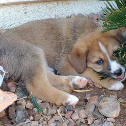 Chinook Puppies from Desert Sol Chinooks