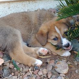 Chinook Puppies from Desert Sol Chinooks