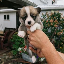 Yves - Red male Pembroke Welsh Corgi puppy in Coleman, Michigan from Salt Creek Farm Dogs