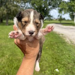 Shetland Sheepdog puppies from Mountain High Kennels