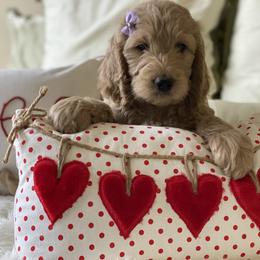 Bernedoodle and Goldendoodle Puppies from Heartfelt GoldenDoodles