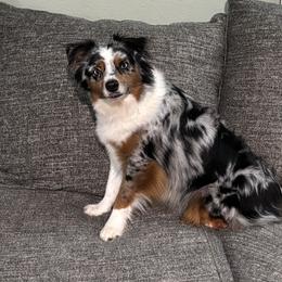 Lainey - Miniature American Shepherd