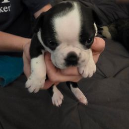 SARAH - Black and white female Boston Terrier puppy in Anderson, South Carolina from Lola’s House of Bostons & Rescue